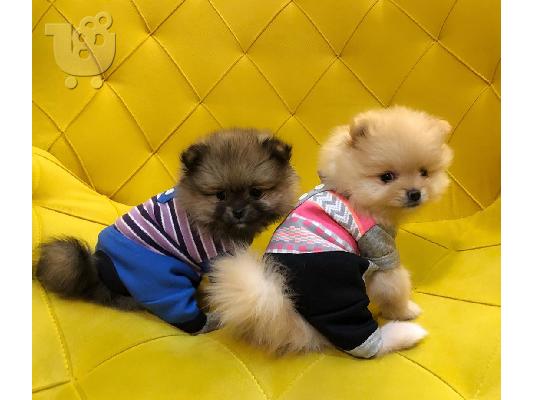 Cachorros de bulldogge francés